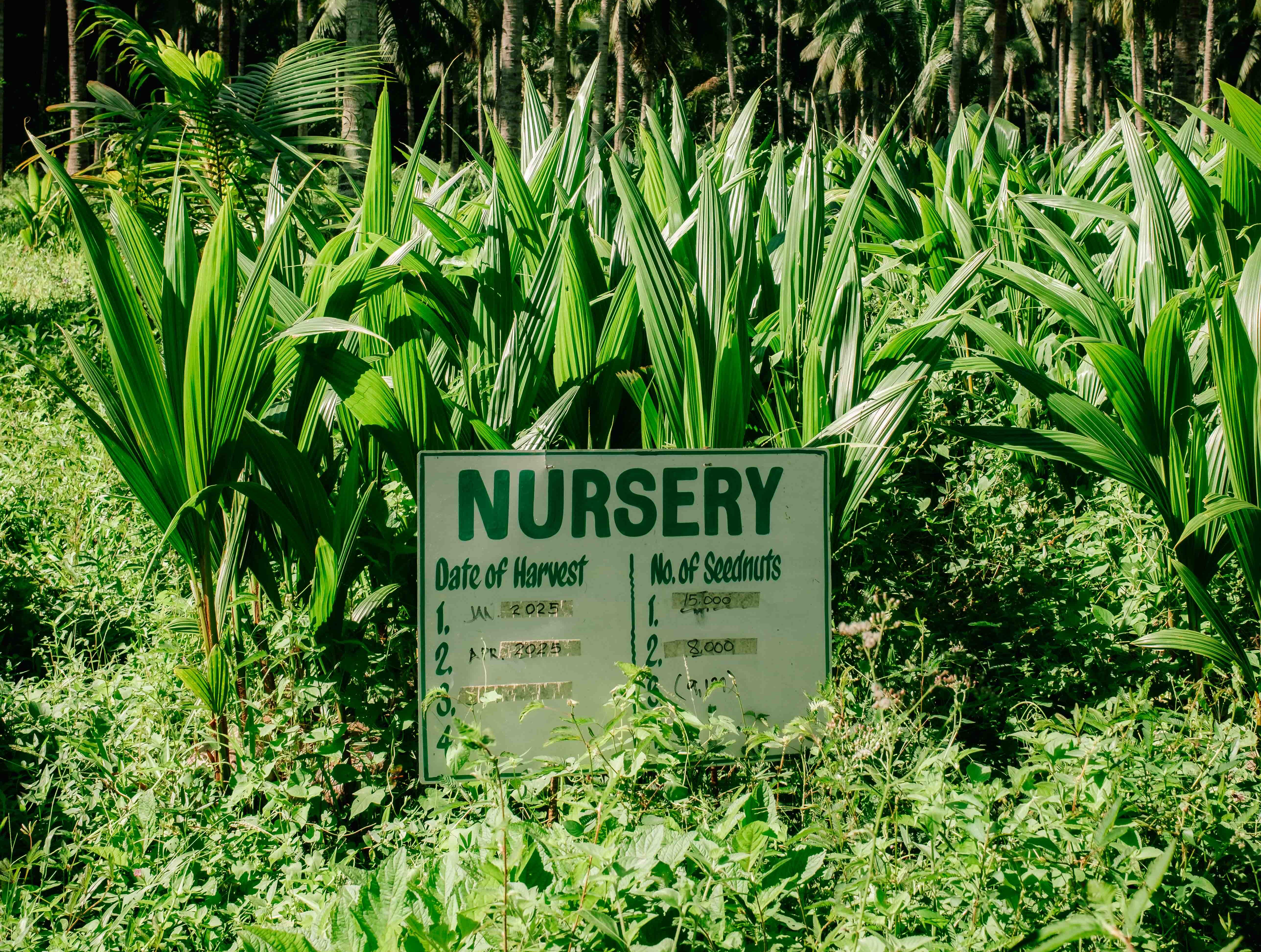 Distributing seedlings and training farmers in the Philippines
