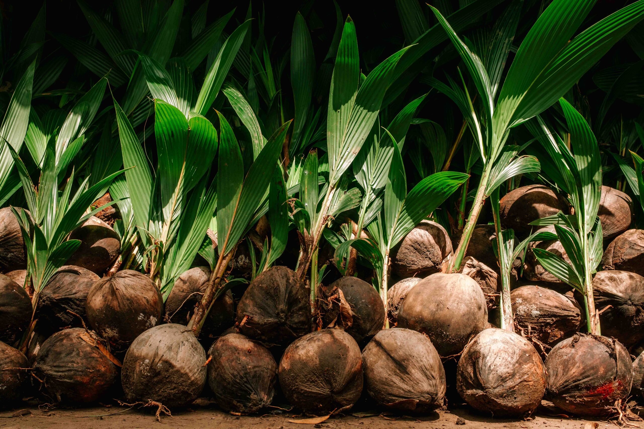 Expanding the home garden coconut farming network in Sri Lanka